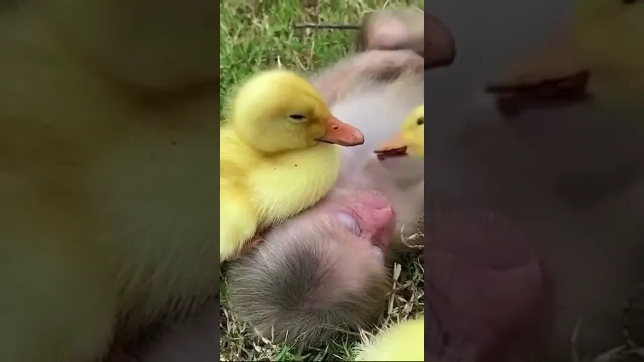 Ducklings Playing with the Monkey 🙈🐣