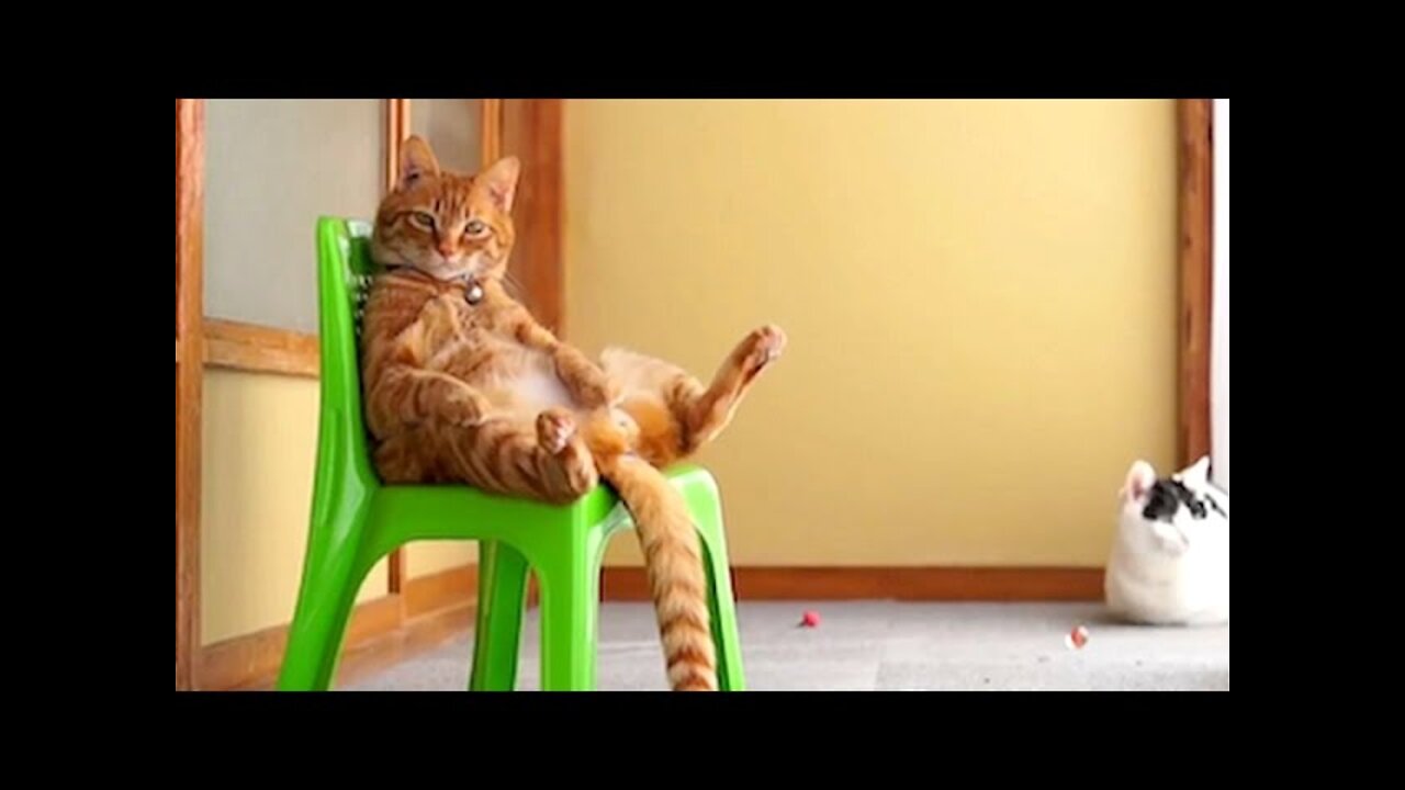 Funny Dogs And Cats Videos That Will Cheer You Up All Day Long 😂