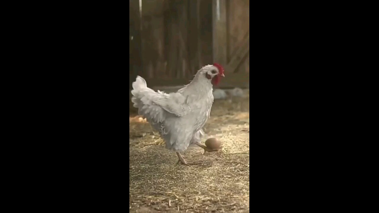 funny hen video