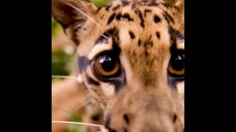 The clouded leopard occupies an intermediate position between small and large cats