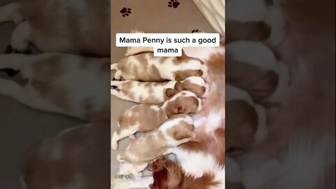 Love nuggets are 2 1/2 weeks old❤️🐶