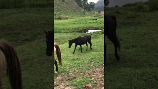 Calling Horses in for Dinner - Penny pushes Arthur the rescue horse along - he is Soooooooo Slow!