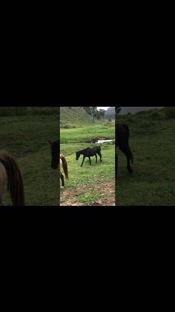 Calling Horses in for Dinner - Penny pushes Arthur the rescue horse along - he is Soooooooo Slow!