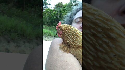 Mrs Sid the hen survived fox attack ❤️