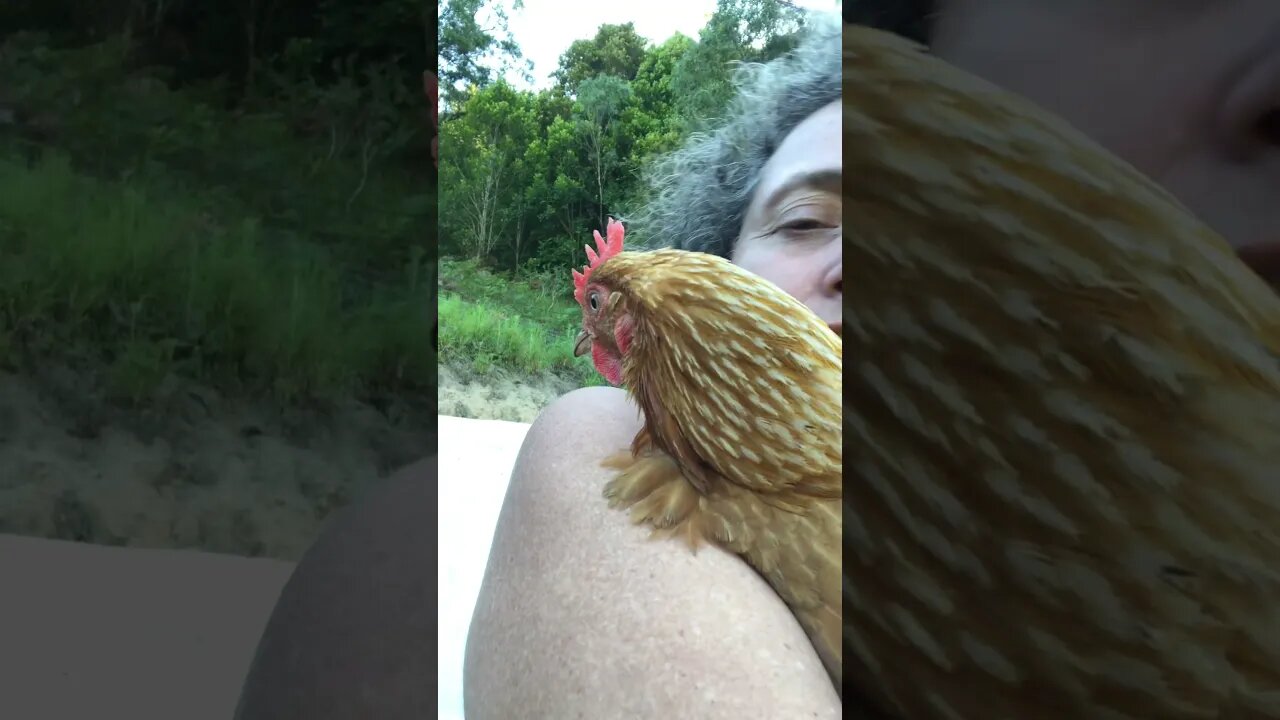 Mrs Sid the hen survived fox attack ❤️