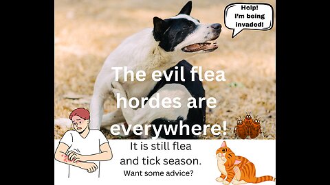 Keep the Fleas and Ticks Away From Your Pets! Part 2: short-term Prevention