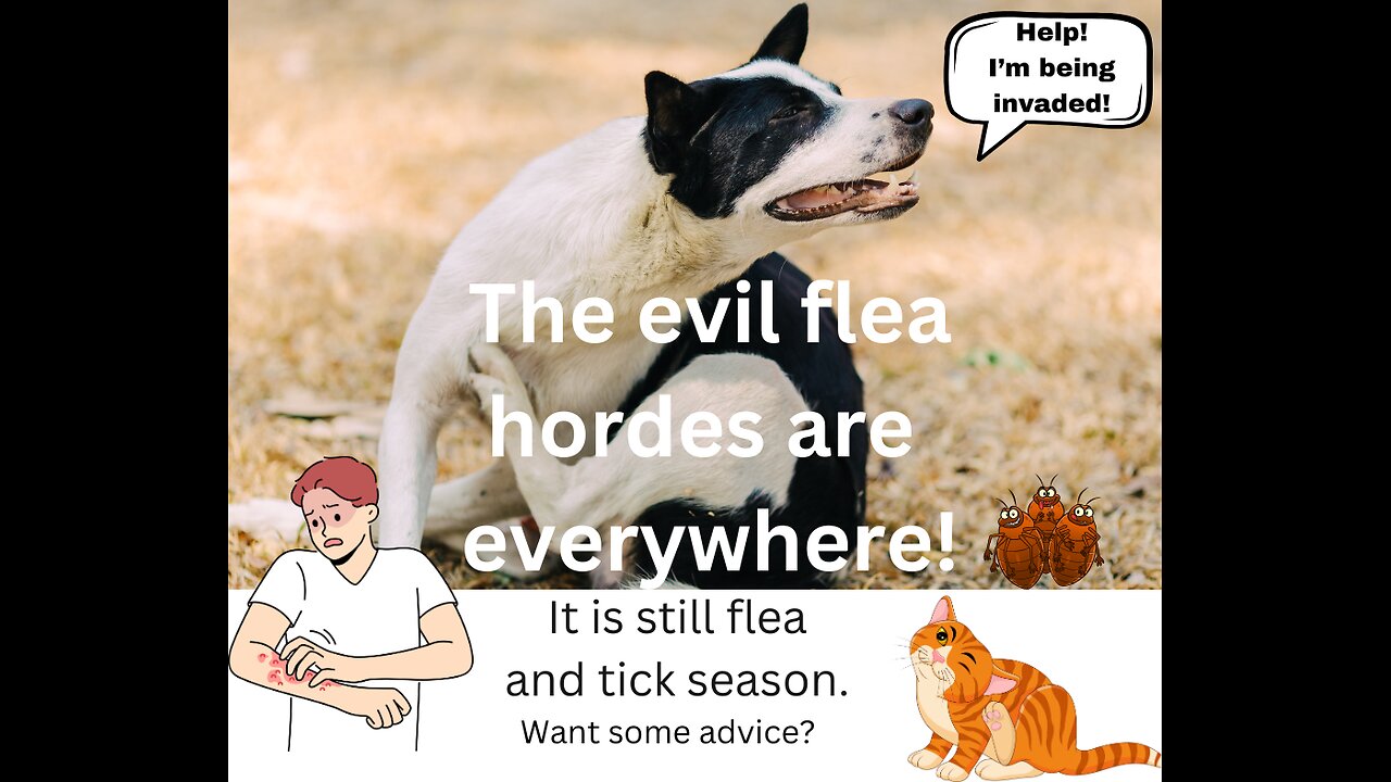 Keep the Fleas and Ticks Away From Your Pets! Part 2: short-term Prevention