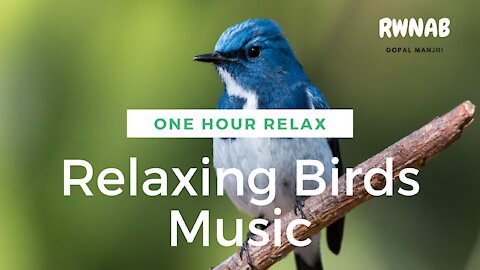 Relaxing Music- Beautiful Piano Music & Guitar Music by Soothing Relaxation