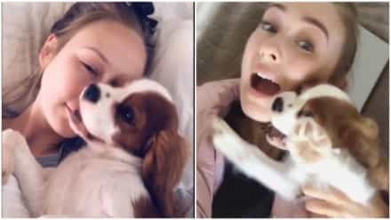 Cão não gosta de tirar selfies com a dona