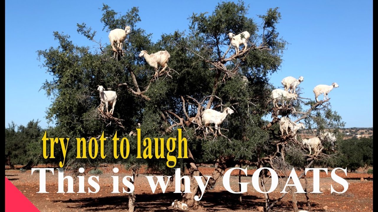 Hilarious Goat Antics! 😂🐐 | Try Not to Laugh Challenge