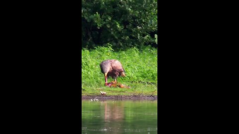 eagle catch very big fish for eat