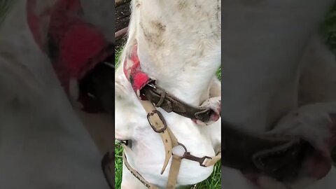 Horses Eating Grass ASMR