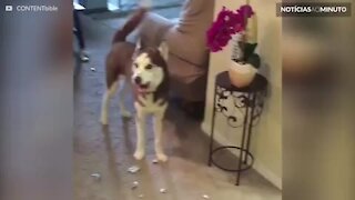 Husky pede desculpa depois de destruir a sala