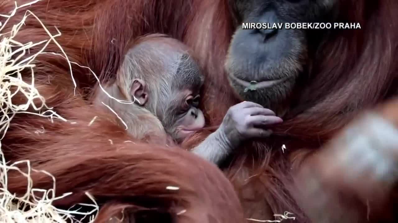 Prague Zoo welcomes baby orangutan