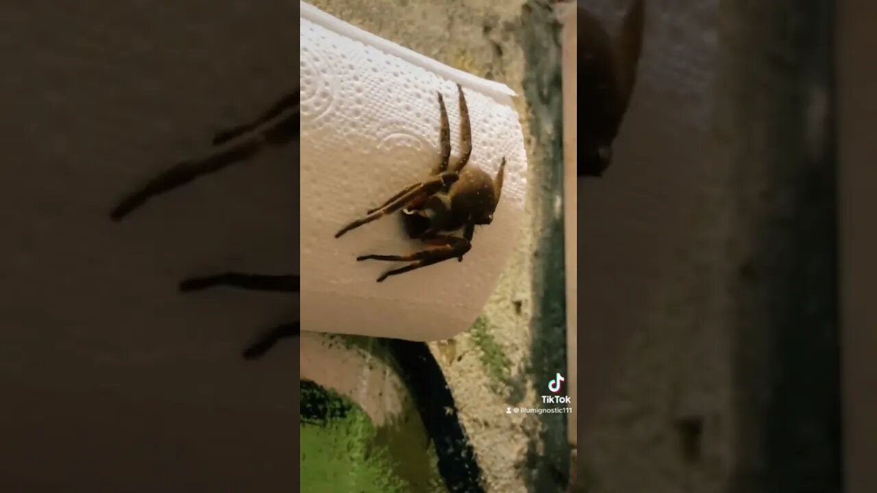 Nearly Killed by Deadly Brazilian Wandering Spider #shorts #caughtoncamera #closecalls