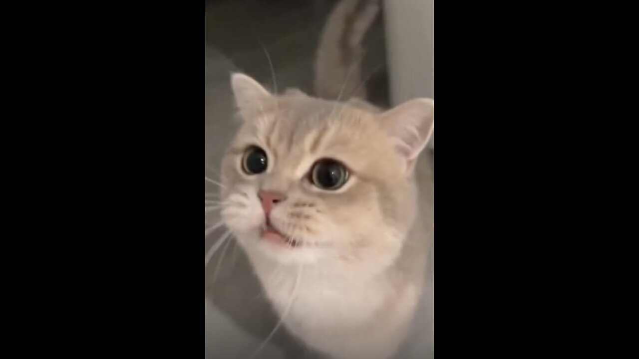 Cute and funny cats