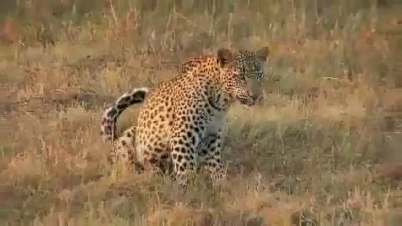 The Lurking Leopard Video