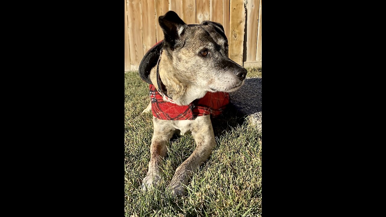 Senior dog sun worshiping