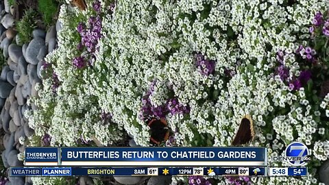 Butterflies return to Chatfield Farms