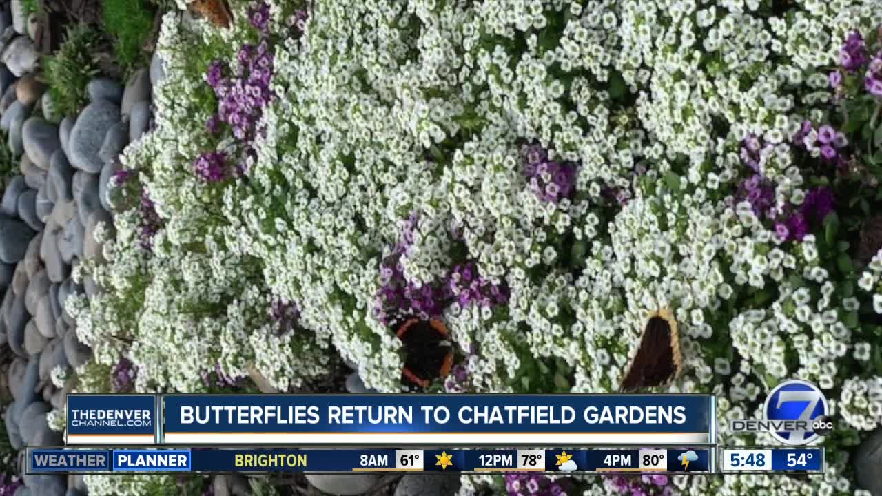 Butterflies return to Chatfield Farms