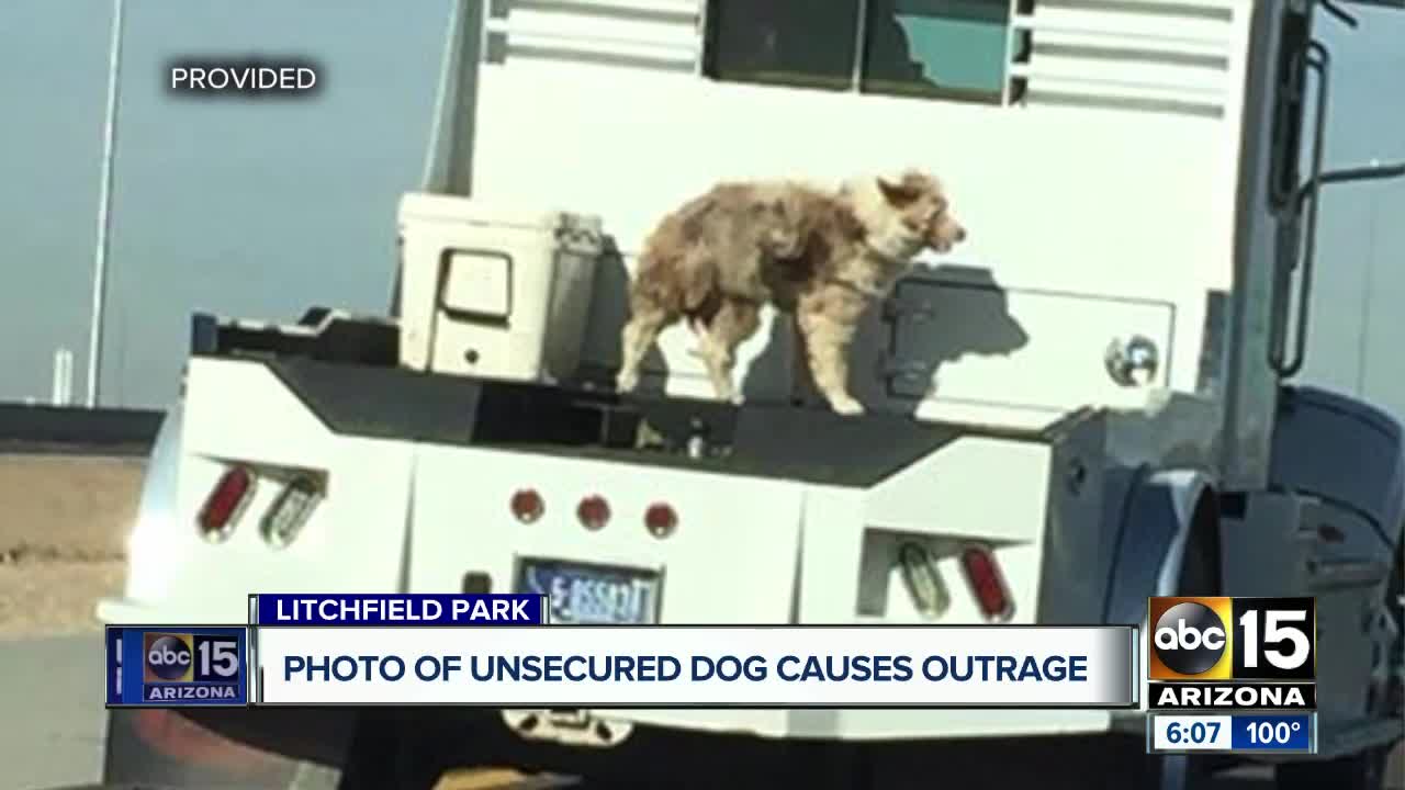 Photo of unsecured dog causes outrage online