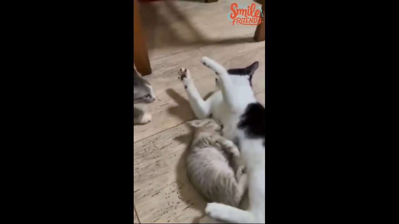 New Funny Videos 2024 😍 Funniest Cats & Dogs Videos