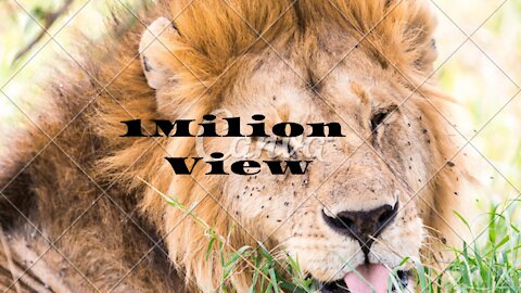 New Two Lion animal Funny Video #shorts Promotion Visa gift card to win $1000