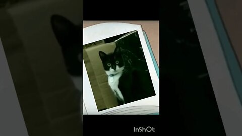 Gato Bartolomeu Tunico no livro de histórias 😺😺