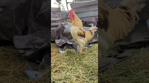 #goodmorning #rooster #chickens #farm #farmanimals #homesteading #shorts #chickensounds