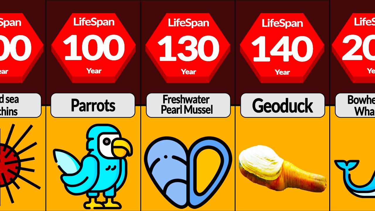 Comparison: Animal Life Span