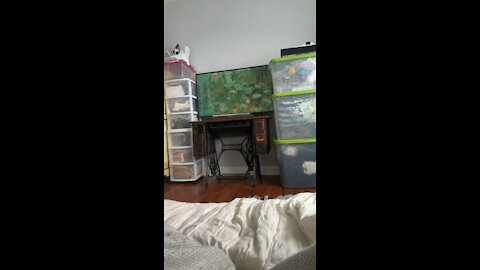 Testing live