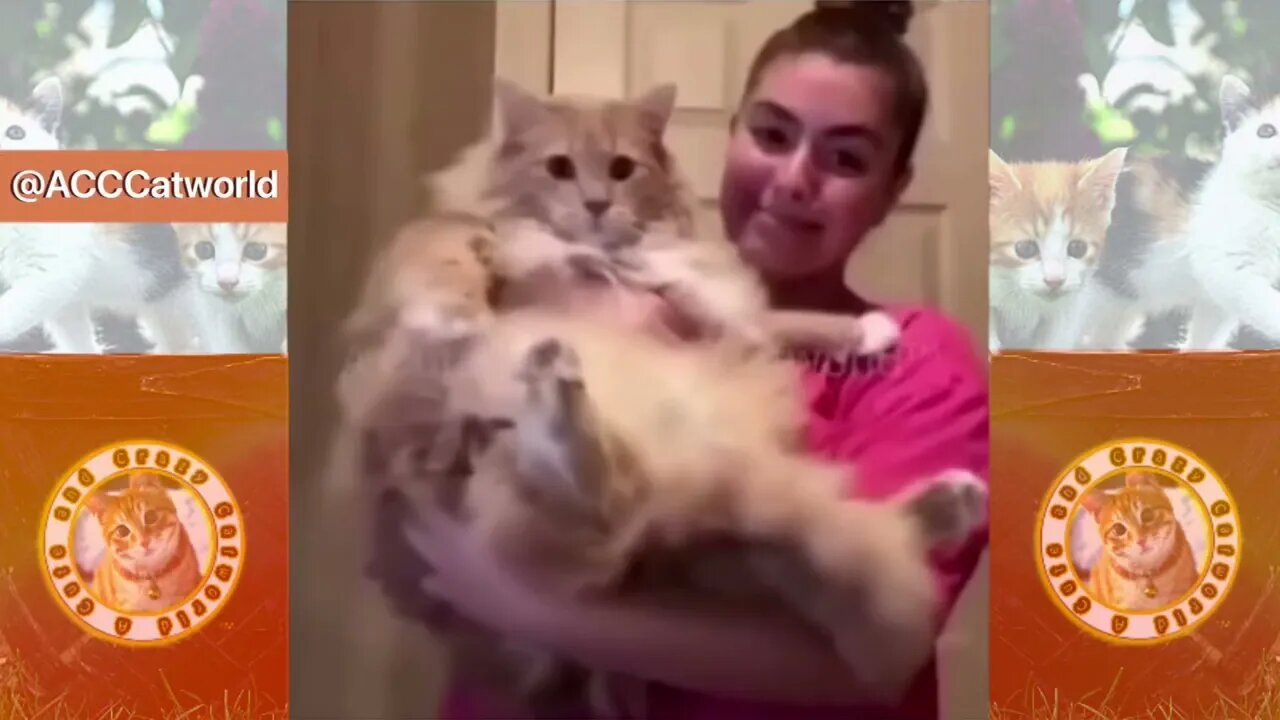 🙀 When Cats Get PISSED At Humans! (Part 2) 🥊🤺 | Try NOT to Laugh! 😹 #Clips
