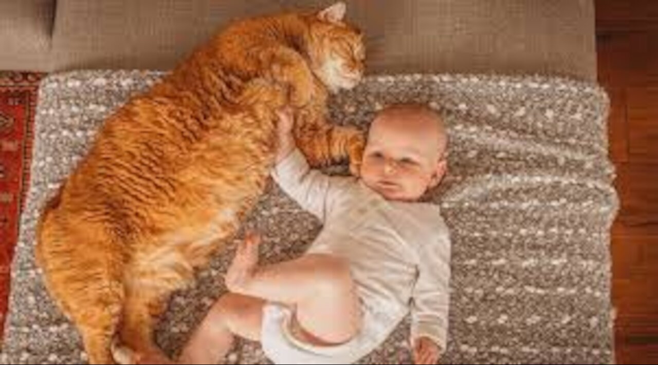 Cats and babies | Adorable and funny videos💖