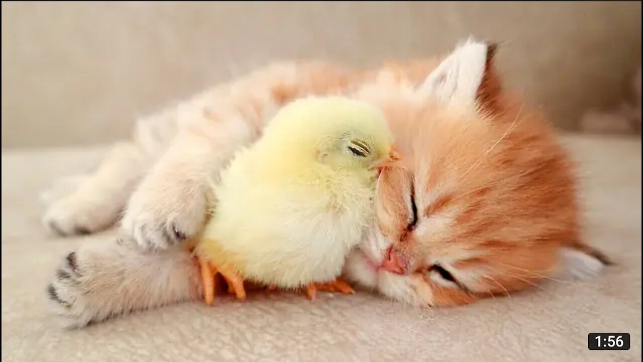 Kitten sleeps sweetly with chicken 🐥