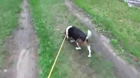 Joy The Happy Homestead Beagle