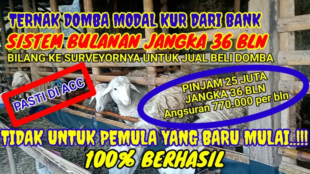 DI ACC GAK YAAA..??? TERNAK DOMBA MODAL PINJAMAN BANK.. KUR SISTEM BULANAN..