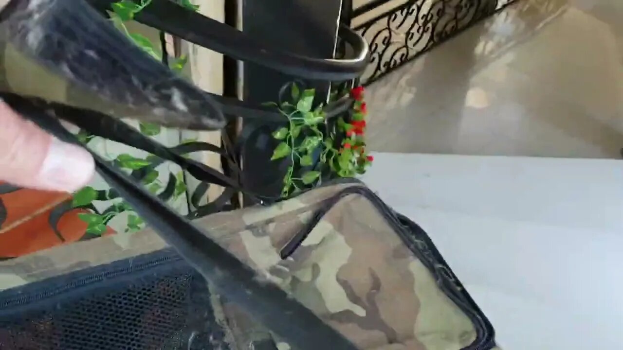 Tigers reaction to the kittens