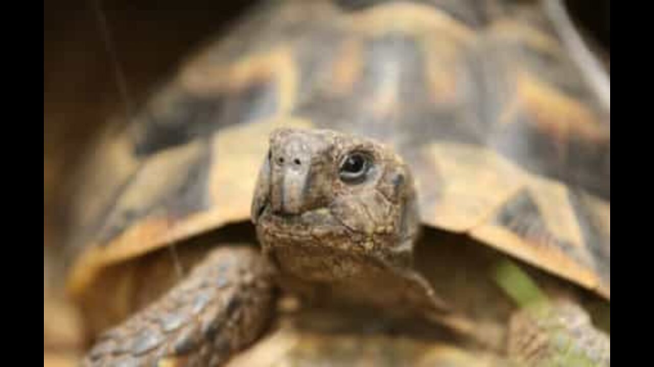 Desert tortoise sees the light