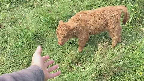 This Calf Survived The Worst Thinkable Start In Life