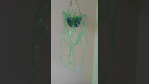 SAMAMBAIA DE GARRAFA PET 🤩