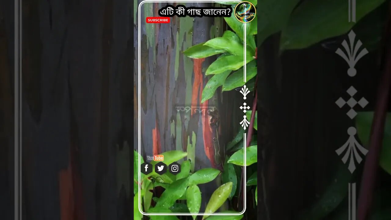 গাছগুলো রঙিন কেন জানেন?#স্পন্দন #sciencefacts #বিজ্ঞান_সম্মত_আলোচনা #trendingshorts #viral #shorts