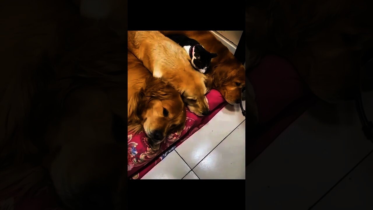 Funny cat and dog