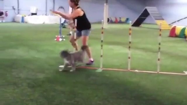 Woman Falls At Dogs’ Obstacle Course