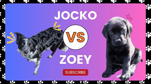 Jocko vs. Zoey- Battle Royale!