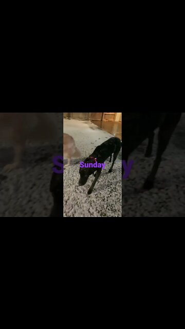 [Shorts 0175] MACLIN & SUNDAY [#dogs #doggos #doggos #puppies #dogdaycare]