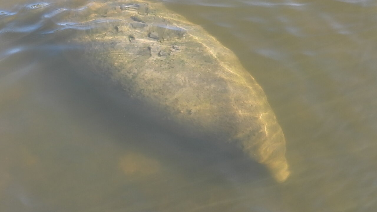 Holy Sea Cow! She's a Huge Manatee! #NatureInYourFace