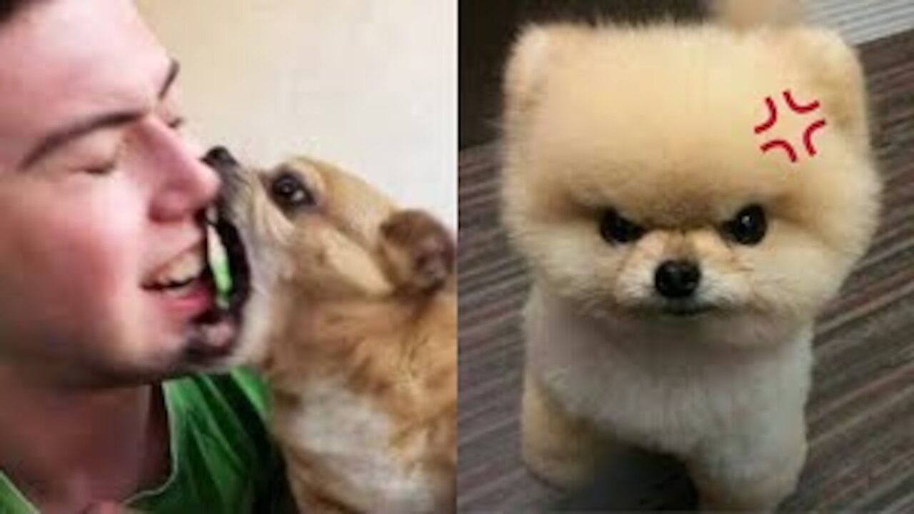 Angry Funny Dogs And Cats - loaded angry Pet videos