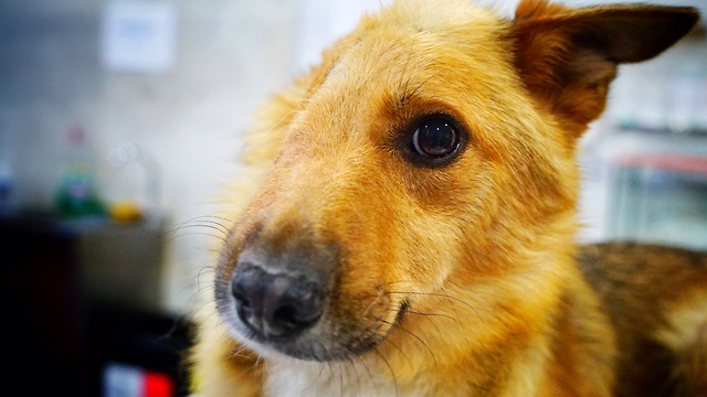 Own Cuts Off Half of Dog's Face After Getting "Annoyed"