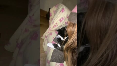 Sleepy baby #cat loves 2 be woken il up by mummy’s #kisses #catsvideo #shorts #furbaby