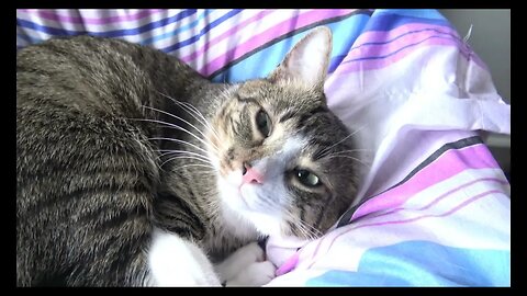 Cat Videos